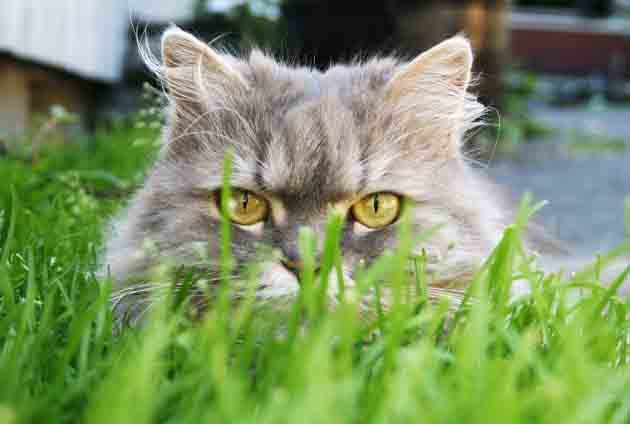 grå katt smyger i grönt gräs