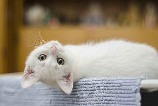 liten vit kattunge ligger upp och ner