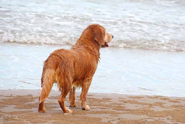 hund golden retriever som badar i kallt vatten