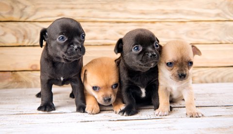 Fyra små söta valpar chihuahua